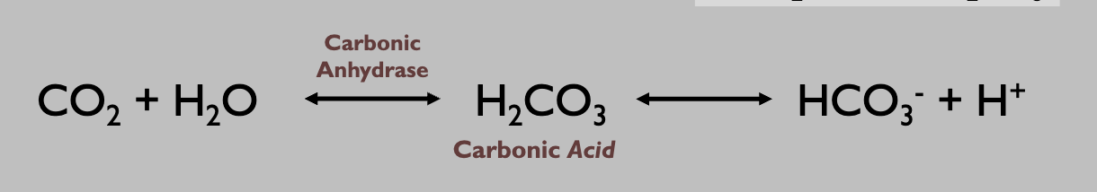 <p>decrease— drives rxn to the left</p>