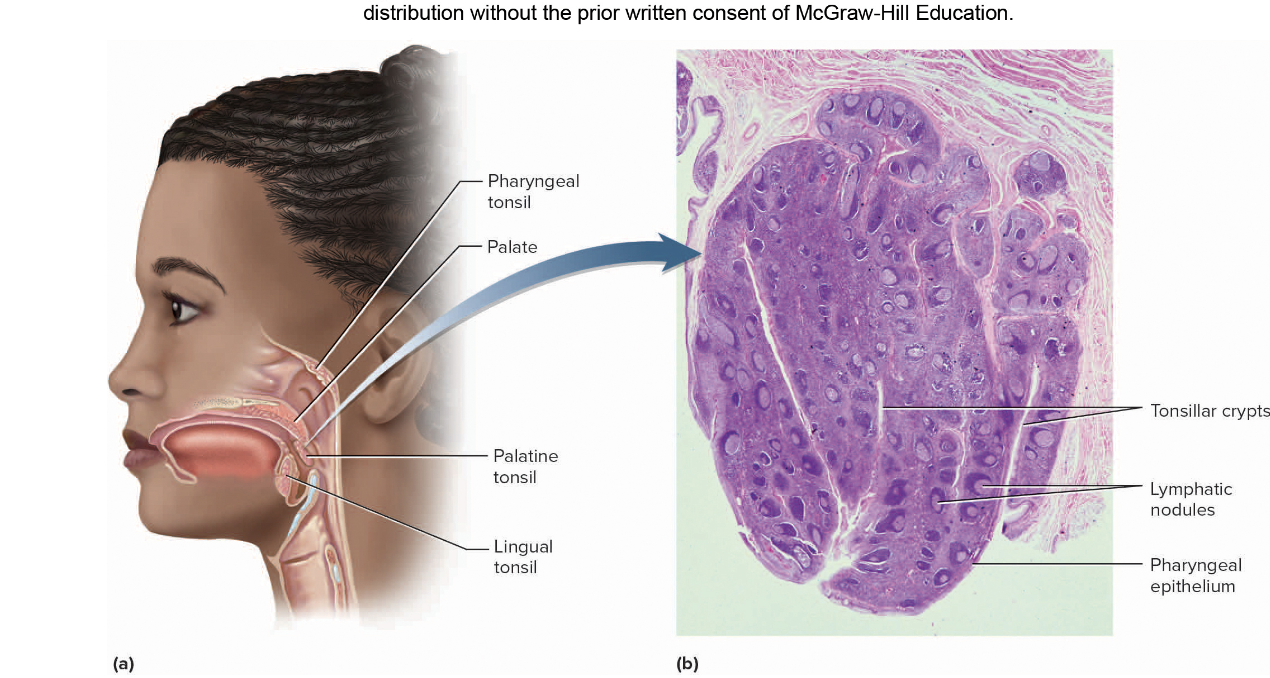 <p>pattches of lymphatic tissue @pharync entrance</p>