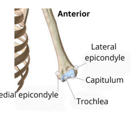 <p>where the ulna lines up with</p><p>-Tro</p>