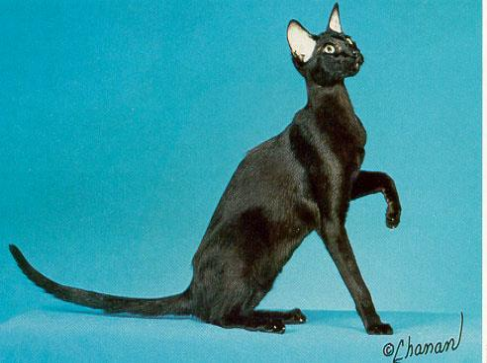 <p>long, slender, and fine-boned; medium-sized, head is slightly wedged, eyes are almond-shaped</p>