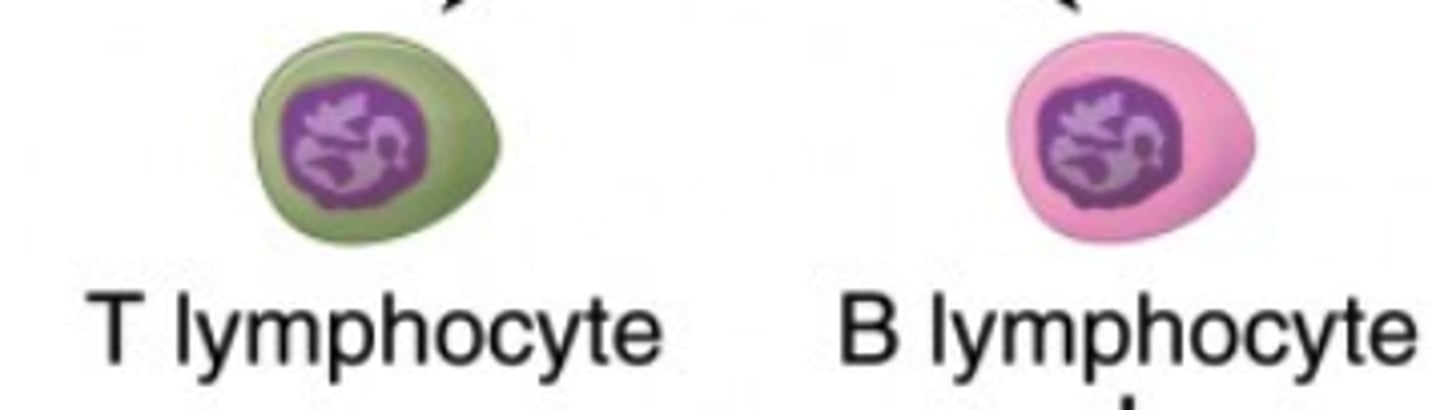 <p>lymphocyte</p>