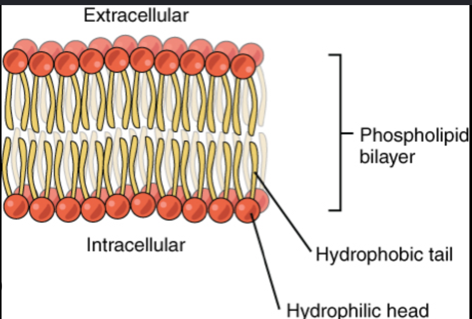 <ul><li><p><span style="line-height: 1.15;">It means the molecule has both opposing chemical properties: a hydrophilic (water-loving) head and a hydrophobic (water-fearing) tail </span><span>.</span></p></li><li><p><span style="line-height: 1.15;"><strong>Head:</strong> Consists of a charged phosphate-containing group and glycerol</span><span>.</span></p></li><li><p><span style="line-height: 1.15;"><strong>Tail:</strong> Consists of two nonpolar hydrocarbon fatty acid chains</span><span>.</span></p></li><li><p><span>Carbons of tail can be joined by single or double bonds</span></p><ul><li><p><span>Saturated (no double bonds) versus unsaturated</span></p></li></ul></li></ul><p></p>
