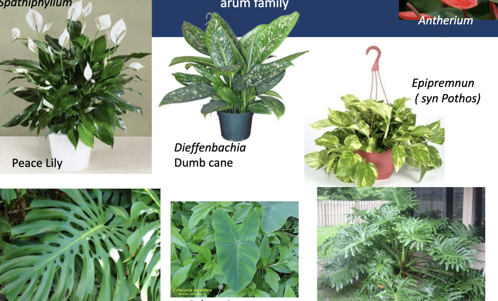 <p>Arum family. Calcium oxalates crystals (as raphides) in it cause immediate stinging, edema in mouth and throat. Chewing and indigestion issues. Taro</p>