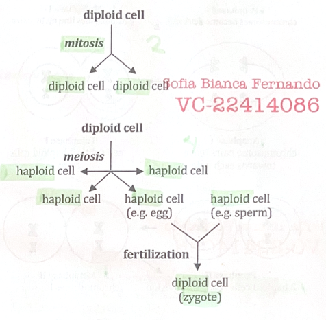 <p>How parent cell divides into daughter cells</p><p>Either mitosis (exact replicas) or meiosis (reproduction: needs fertilization)</p>