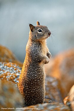 <p>Common Name</p>