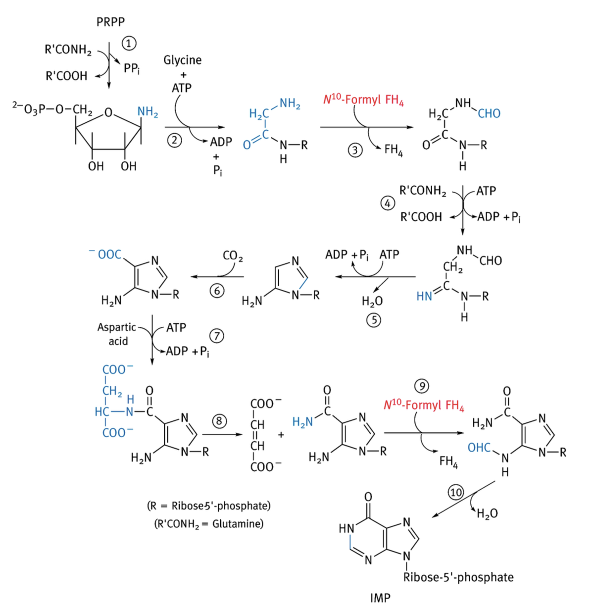 <p>1) PRPP + NH<sub>2</sub> → 5-phosphoribosylamine</p><p>2) Série de 9 réactions : 5-phosphoribosylalamine + glycine, + formyle (HCO) provenant d’un N<sup>10</sup>-formyltétrahydrofolate produit grâce à la dihydrofolate réductase. + NH (hydrolyse 1 ATP), - H<sub>2</sub>O (hydrolyse 1 ATP). Carboxylation, + acide aspartique (hydrolyse 1 ATP), - acide aspartique sauf NH<sub>2</sub>, + formyle, - H<sub>2</sub>O → hypoxanthine sur ribose-5P </p>