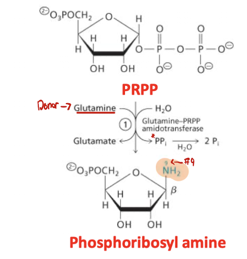 <p>PRPP → Phosphoribosyl Amine</p><p>Uses transfer of an amino group from <strong>glutamine</strong> to PRPP</p><ul><li><p>enzyme: Glutamine-PRPP Amidotransferase</p></li><li><p>In: Glutamine de-aminase into Glutamate</p><ul><li><p>NH2 attaches to carbon 9</p></li></ul></li><li><p>In: H2O Out: PPi → H2O → 2 Pi</p></li></ul><p></p>