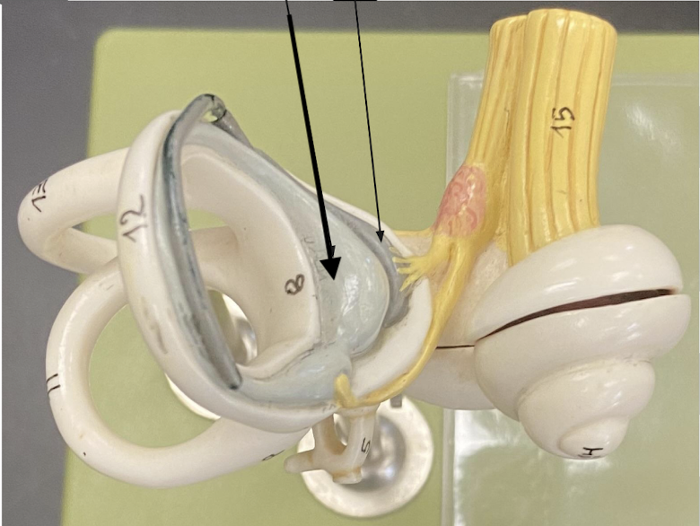 <p>ID the structure</p>