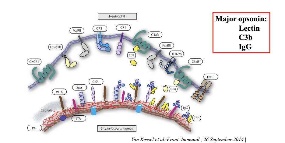 <p><span>Initiation of neutrophil phagocytosis requires decoration of bacteria with opsonins</span></p><p><span>Major opsonin: </span></p><ul><li><p>Lectin </p></li><li><p>C3b</p></li><li><p>IgG </p></li></ul><p>if there is bacteria and complement is attached (type of opsonin that can deposit onto the bacteria)</p><p>antibody IgG coats the bacteria</p><p>on neutrophils they have multitude of receptors that can bind to the opsonins</p>