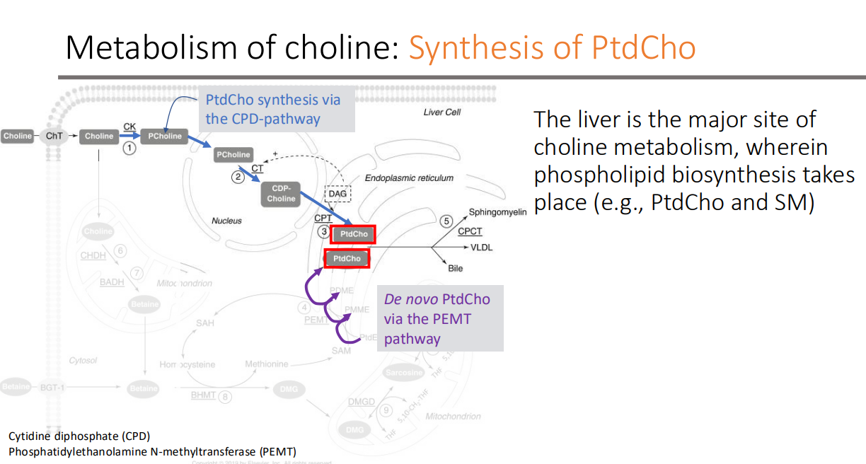 <p>phospholipid (e.g., PtdCho and SM)</p>