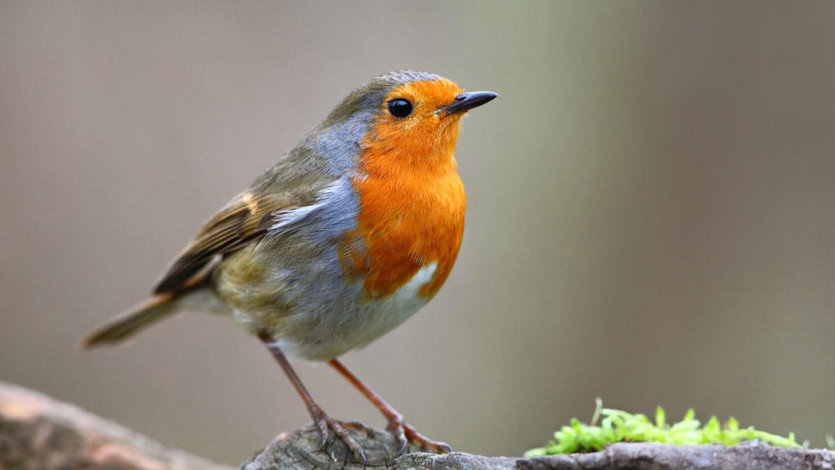 <p>bird</p>
