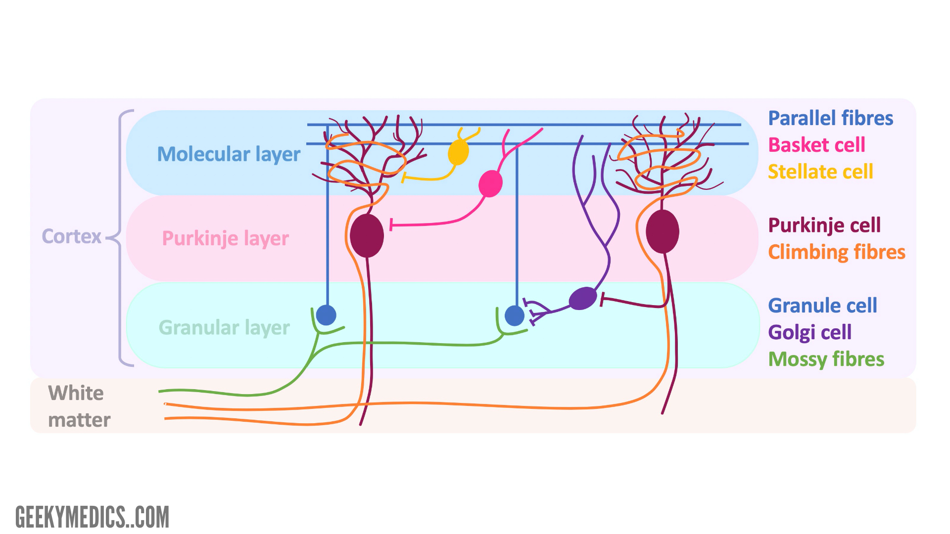 <p>Cerebellum - HE</p><p class="ds-markdown-paragraph"></p><p class="ds-markdown-paragraph">3 Layers:</p><p class="ds-markdown-paragraph"></p><p class="ds-markdown-paragraph">1) Molecular Layer (unmyelinated)</p><ul><li><p class="ds-markdown-paragraph">mostly dendrites of Purkinje cells and axons of granular cells</p></li><li><p class="ds-markdown-paragraph">some stellate and basket cells</p></li></ul><p class="ds-markdown-paragraph">2) Purkinje Cell Layer (myelinated)</p><ul><li><p class="ds-markdown-paragraph">single layer of Purkinje cells</p></li><li><p class="ds-markdown-paragraph">dendrites branch to molecular layer</p></li><li><p class="ds-markdown-paragraph">axons travel to white matter and are GABA-ergic</p></li></ul><p class="ds-markdown-paragraph">3) Granular Layer </p><ul><li><p class="ds-markdown-paragraph">granule cells</p></li><li><p class="ds-markdown-paragraph">golgi cells</p></li><li><p class="ds-markdown-paragraph">glomerulus: dendrites of granule cells and axons of golgi cells, synapse occurs here</p></li></ul><p class="ds-markdown-paragraph"></p><p class="ds-markdown-paragraph">White Matter (Corpus Medullare):</p><ul><li><p class="ds-markdown-paragraph">fibriae proprae: connect cerebellar region</p></li><li><p class="ds-markdown-paragraph">projection fibres: connect cerebellum to other region</p></li><li><p class="ds-markdown-paragraph">axon of purkinje cells</p></li><li><p class="ds-markdown-paragraph">mossy fibers</p></li><li><p class="ds-markdown-paragraph">climbing fibers</p></li></ul><p></p>