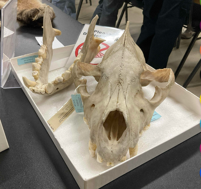 <p>Family, Suborder, Order, Infraclass, Subclass</p><p>-large sagittal crest</p>