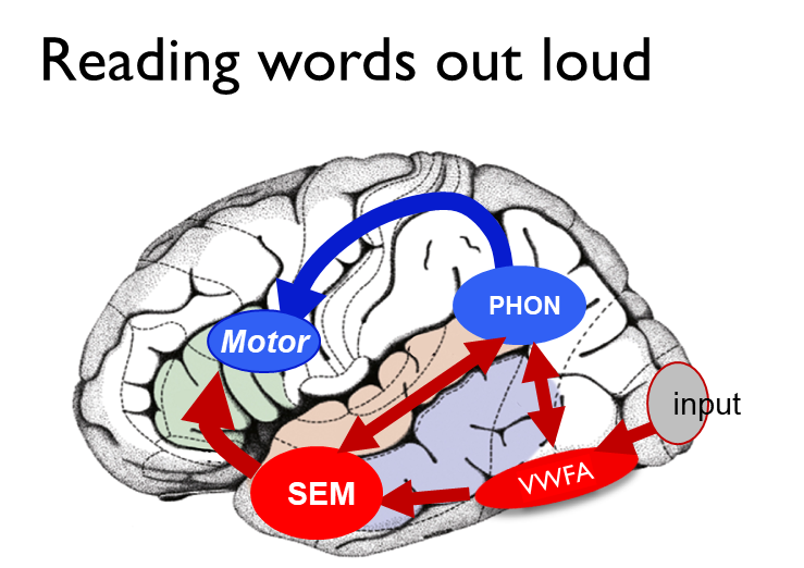 <ul><li><p>Activation of both dorsal and ventral route</p></li><li><p>Visual input → VWFA → semantics → phonological and motor representations</p></li></ul><p></p>