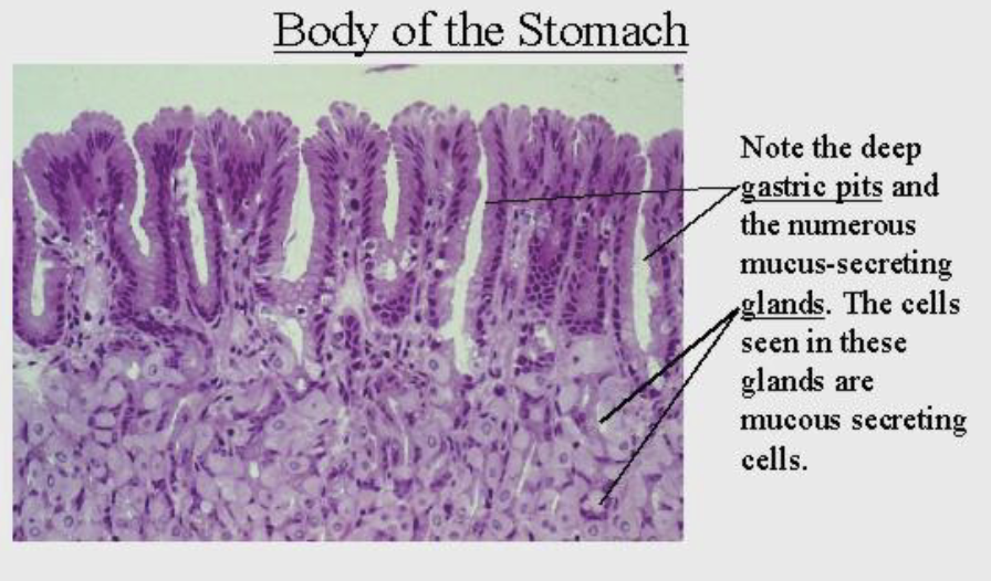 <p>stomach: simple columnar epithelium, gastric pits, cheif cells, parietal cells, muscularis externa, serosa</p>