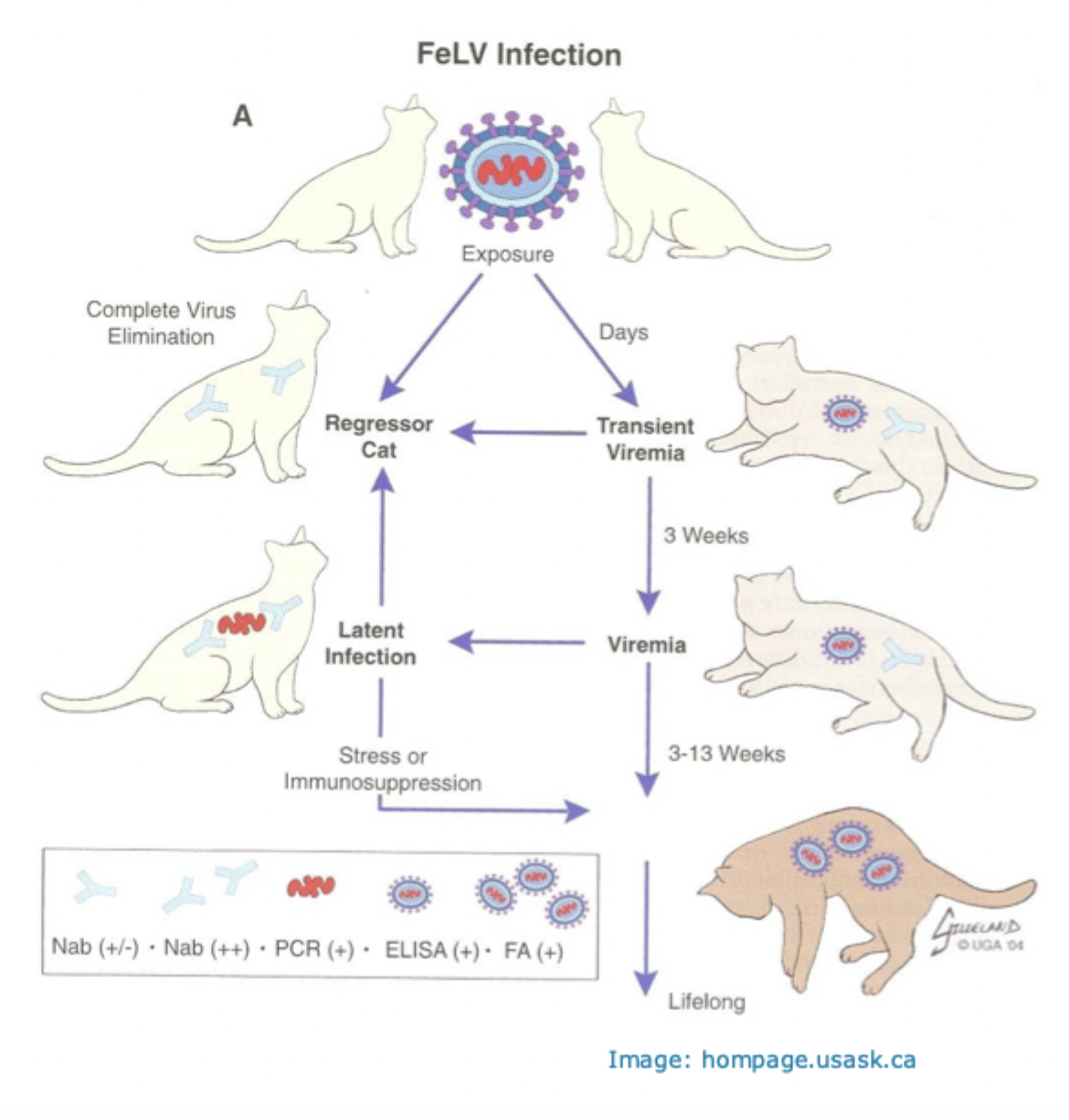 <p>Neutralising antibodies </p><p>Pose minimal transmission risk</p><p>1-10% of infected cats </p><p>Reactivation possible </p>