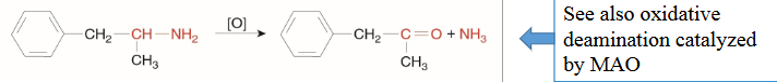 <p>What happens during oxidative deamination (MAO) ?</p>