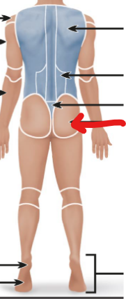 <p>the buttcheeks </p>