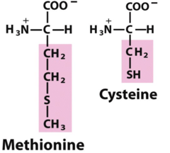<p>disulfide bridges, which stabilizes a 3-d structure</p>