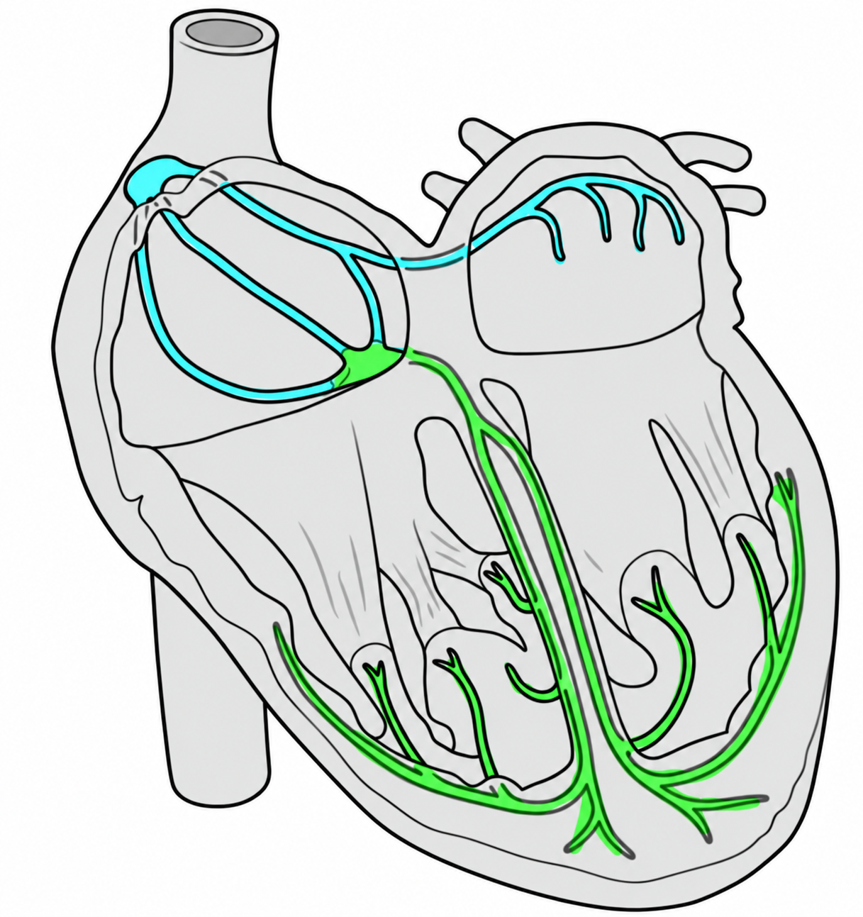 <p>the green branches at the bottom</p>