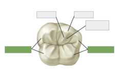<p>linear and usually convex elevations on the crowns of the teeth named according to their location</p>