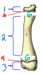 <p>Proximal epiphysis </p>