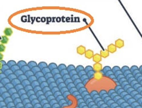 <p>Glycoprotein</p>