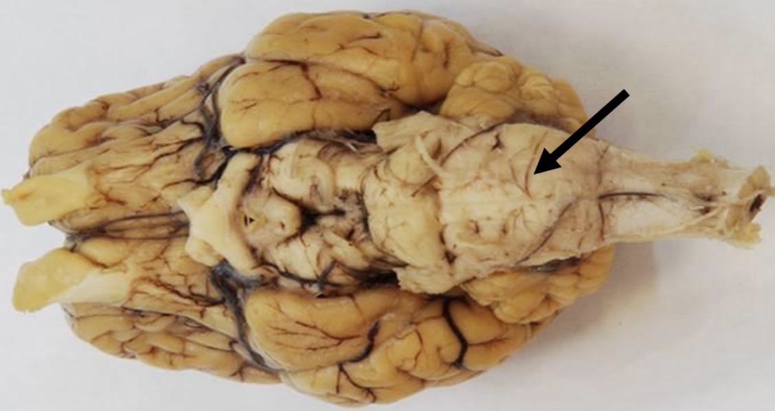 <p>Identify the structure indicated by the pointer.</p>