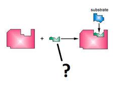 <p>Any nonprotein molecule or ion that is required for the proper functioning of an enzyme. Cofactors can be permanently bound to the active site or may bind loosely with the substrate during catalysis</p>
