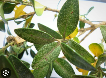 <p><strong>Boxwood spider mite</strong></p>