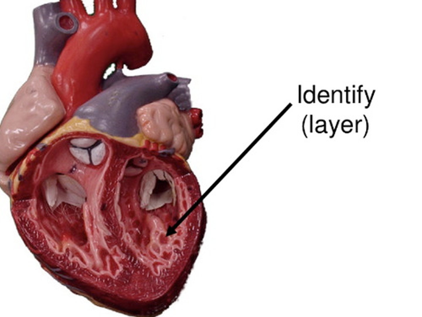 <p>Inner endothelial lining. Comprised of Endothelium + CT</p><p>Function: Smooth blood flow</p>