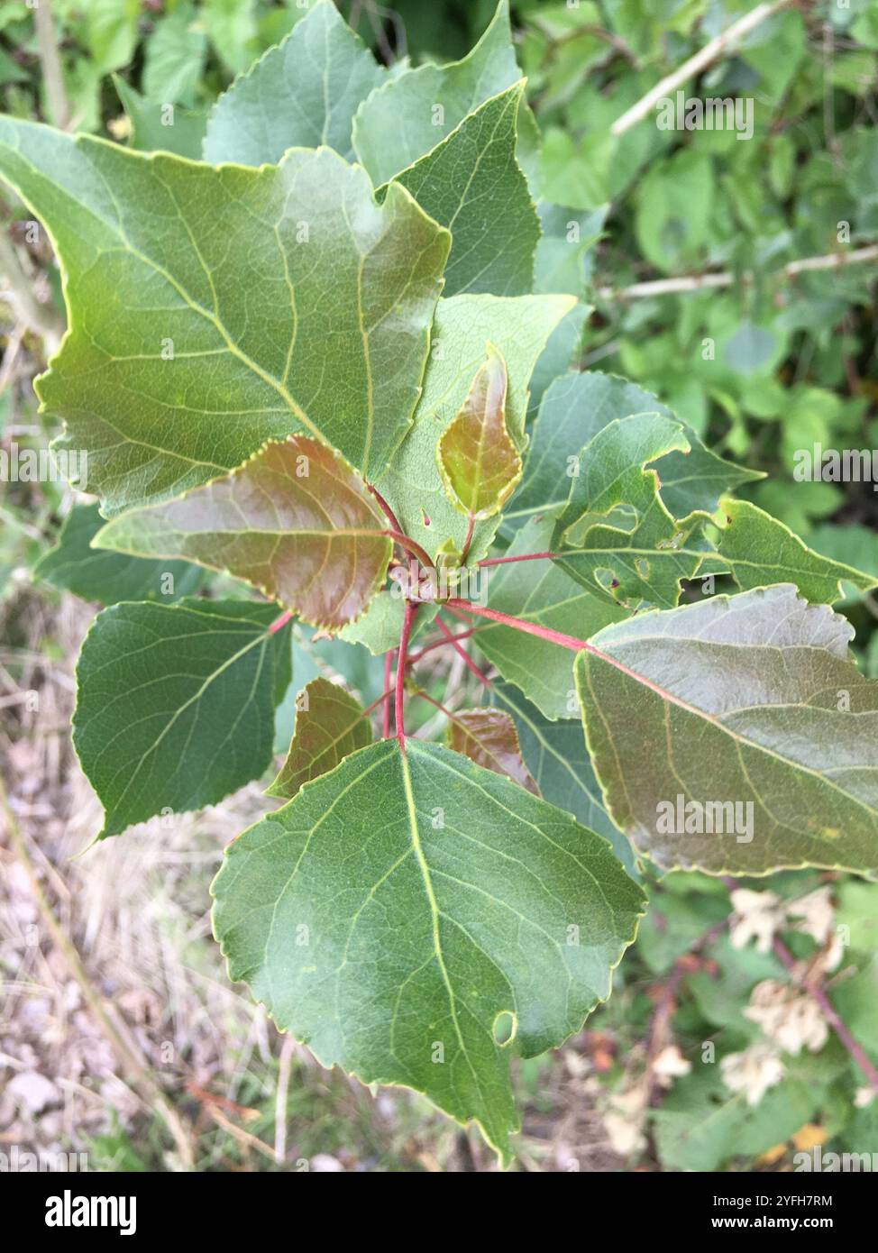 <p>Populus trichocarpa </p>