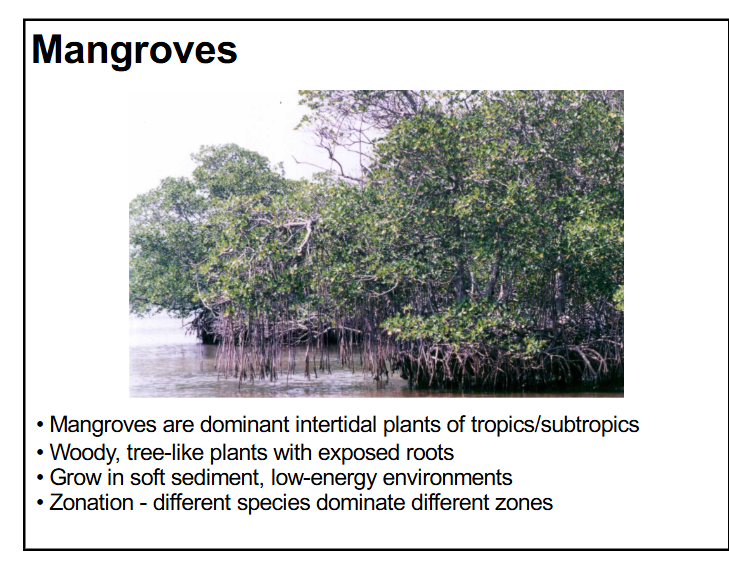 <p>-mangroves are dominant intertidal plants of tropics and subtropics; woody tree-like plants with exposed roots</p><p>-grow in soft sediments and low-energy environments</p><p>-zonation: different species dominate different zones</p><p>-3 different mangrove species → red, black and white mangroves</p><p>-adaptations → “breathing roots”, buoyant and viviparous seeds, and salt excreting leaves</p>