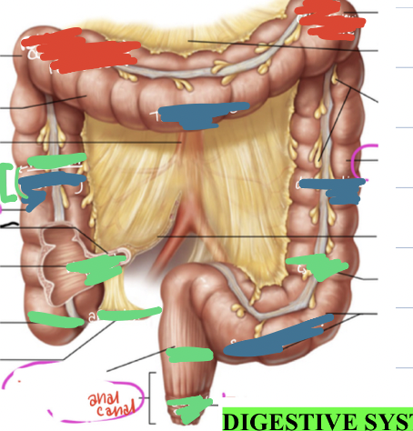<p>LARGE INTESTINE ID</p>