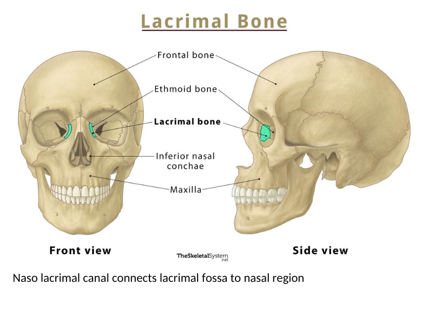 <p>tears accumulate at inner corner of eye </p><p>puncta in eyelid margins connect to lacrimal sac via cannaliculi </p><p>lacrimal sac collects tears that travel down nasolacrimal duct into nose for drainage </p><p></p><p>(nasloacrimal canal connects lacrimal fossa to nasal region)</p>
