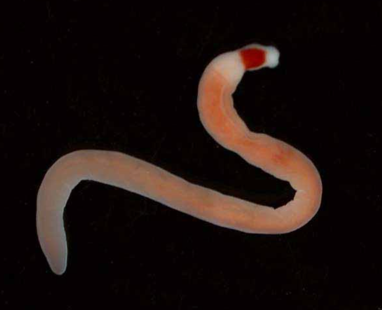 <p><span style="background-color: transparent;"><span>Phylum Nemertea (ribbon worms): the Greek </span><em><span>Nemertes</span></em><span> means </span></span></p>