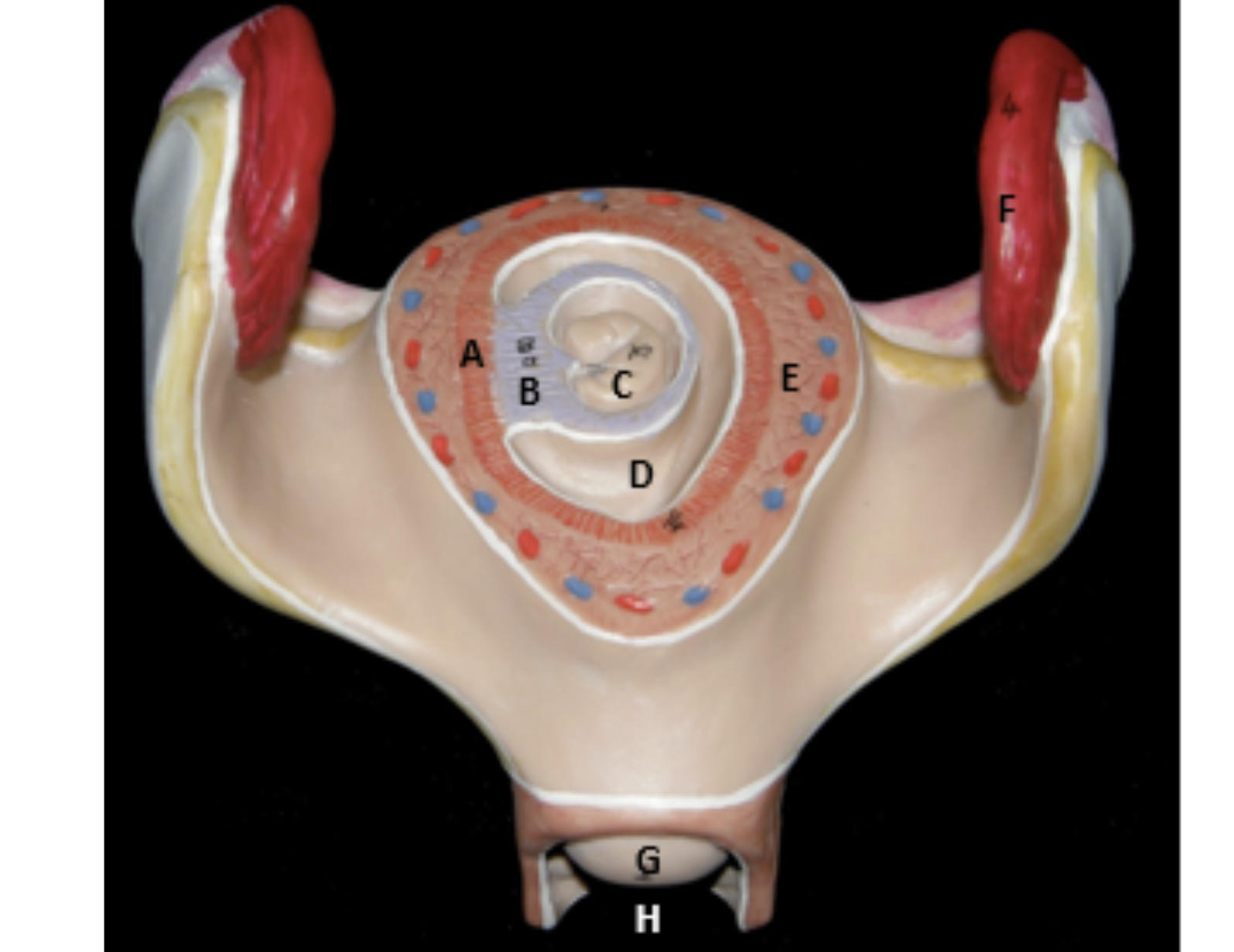 <p><span>identify the indicated structures.</span></p>