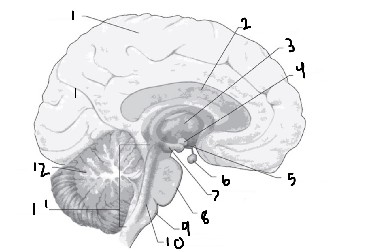 <p>What is the structure labeled 12?</p>