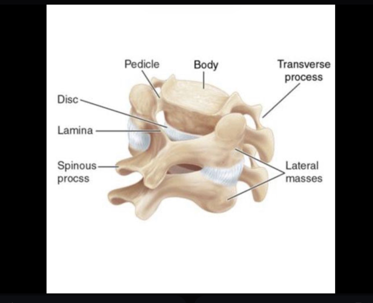 <p>Attaches body to spinous </p>