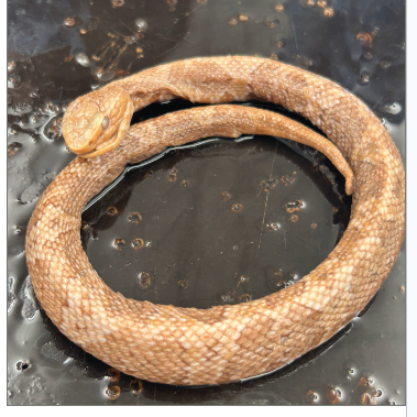 <p>What species is this</p>