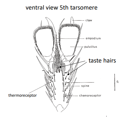 <p>temp rate of change detected via peripheral sensory neurons (on chemoreceptor hairs on legs), body temp monitored via internal sensors & gives context to peripheral info (use Ir21a, Ir25a & Ir93a in cooling cells)</p>