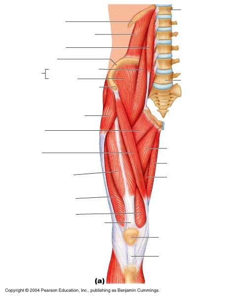 <p>label the anterior thigh muscles, arteries, veins, and nerves</p><ul><li><p>vastus lateralis</p></li><li><p>vastus medialis</p></li><li><p>vastus intermedius</p></li><li><p>rectis femoris</p></li><li><p>sartorius</p></li><li><p>iliacus</p></li><li><p>tensor fascia lataae</p></li><li><p>adductor longus</p></li><li><p>adductor brevis</p></li><li><p>adductor magnus</p></li><li><p>pectineus</p></li><li><p>gracilis</p></li><li><p>femoral nerve, artery, and vein</p></li><li><p>profunda femoral artery</p></li><li><p>lateral femoral circumflex artery</p></li><li><p>great saphenous vein</p></li><li><p>adductor canal</p></li></ul><p></p>