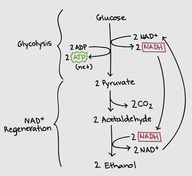 <ul><li><p>an organic molecule is the final electron acceptor</p></li><li><p>pyruvate. acetaldehyde, etc.</p></li><li><p>max atp yield= 2atp</p></li><li><p>do it without oxygen, but cannot live off alone</p></li></ul><p></p>