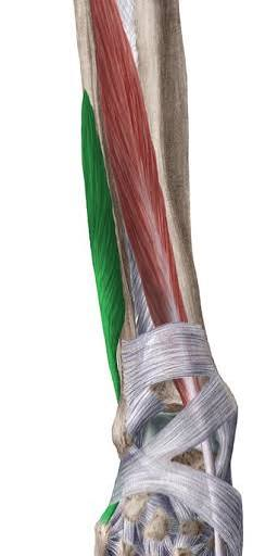 <p>distal 1/3 of lateral fibula</p>