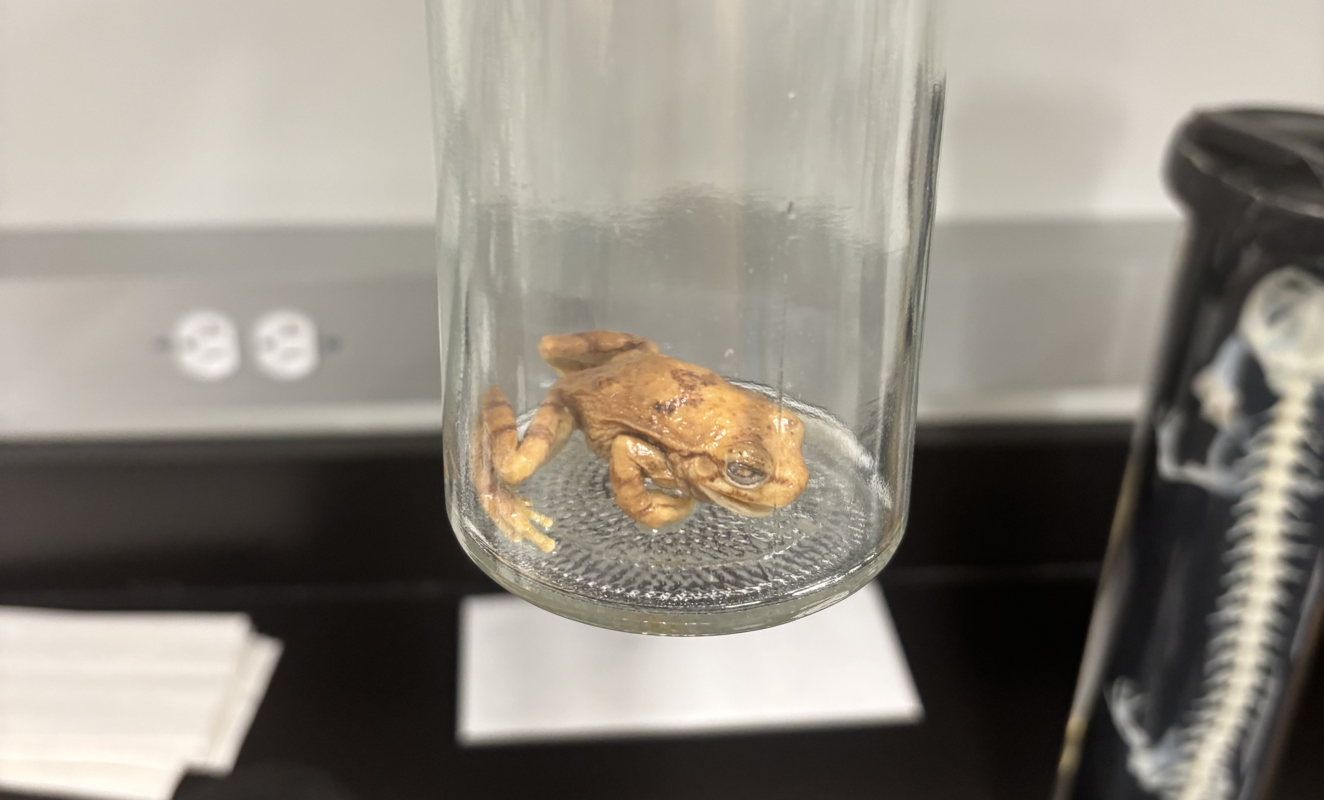 <p>What is this (phylum, subphylum, superclass, class, order, common name)?</p>