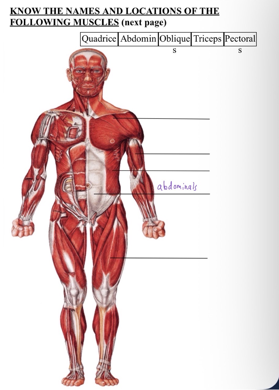 knowt flashcard image