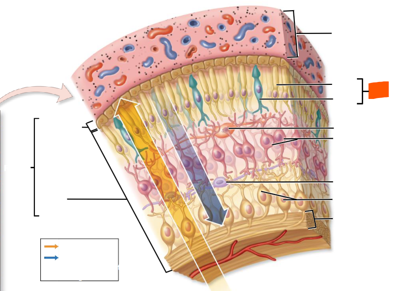 knowt flashcard image
