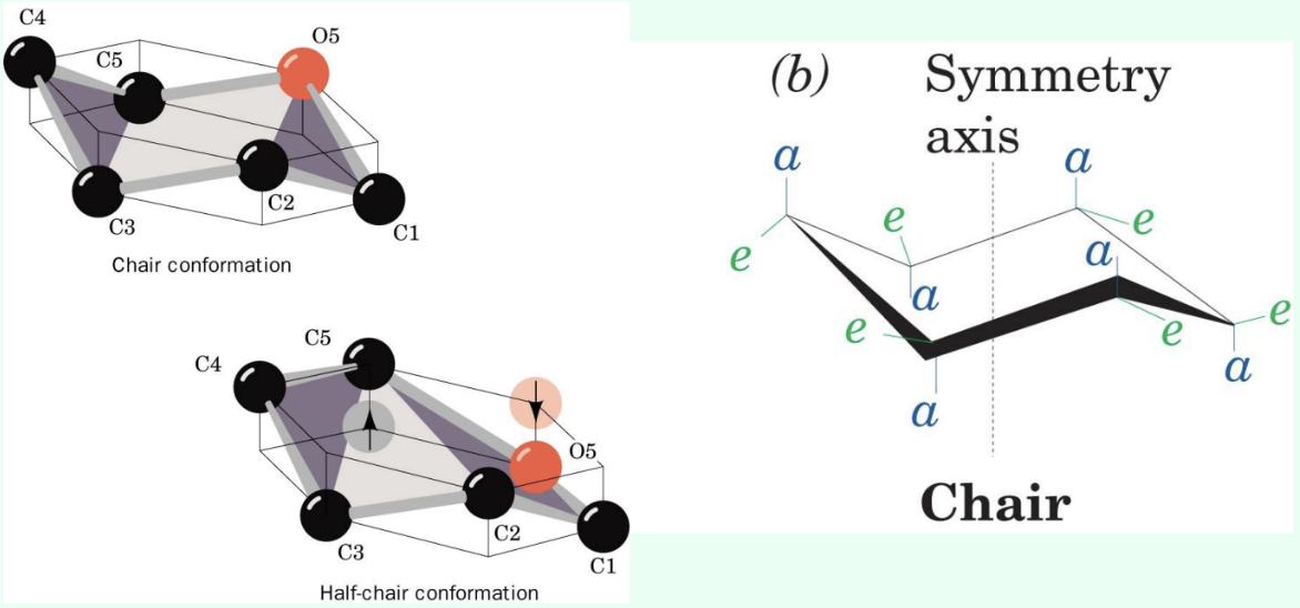 <p>What is the <strong>half-chair conformation?</strong></p>