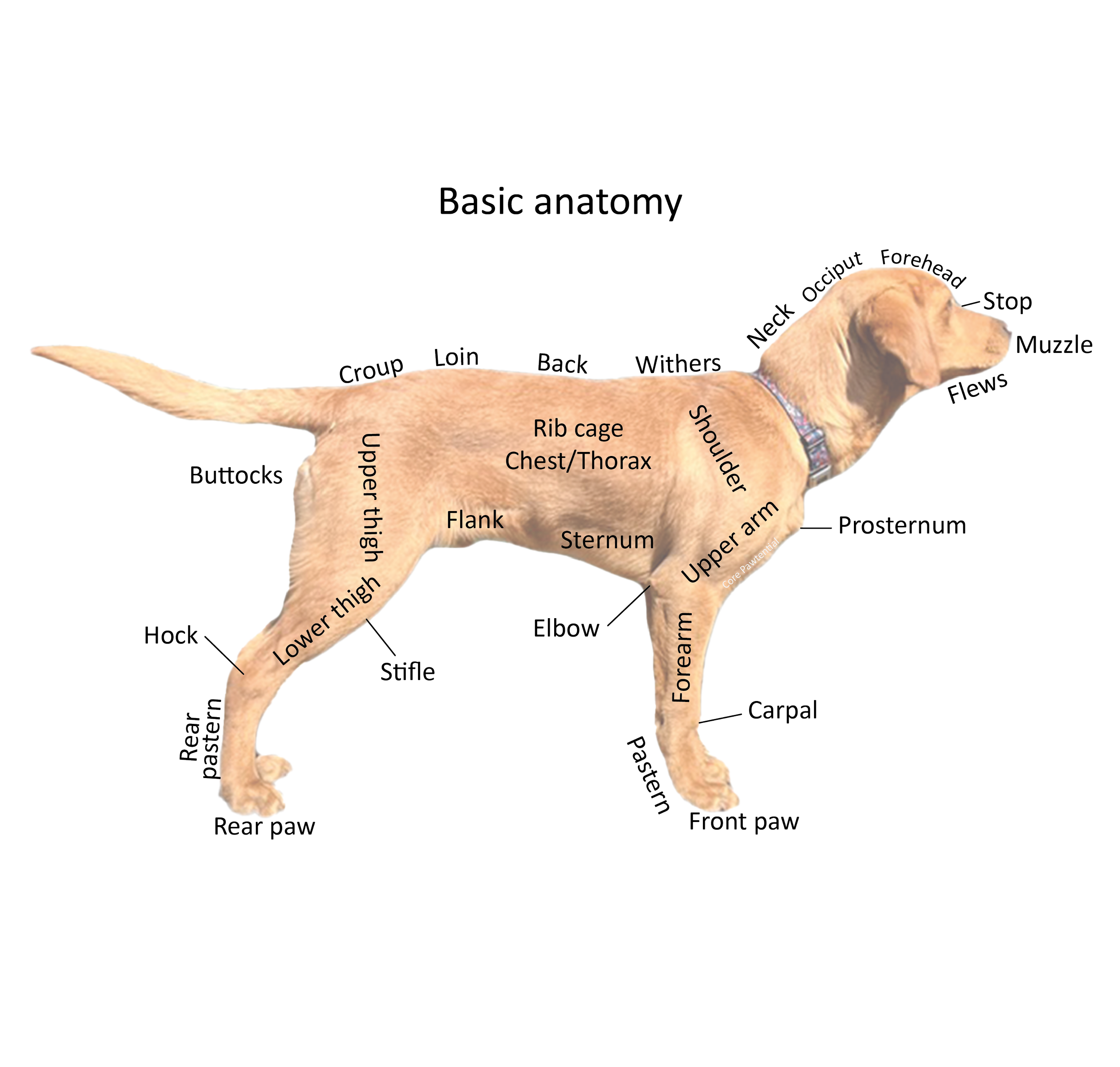 <p>Rostral part of the face formed mainly by maxillary and nasal bones</p>