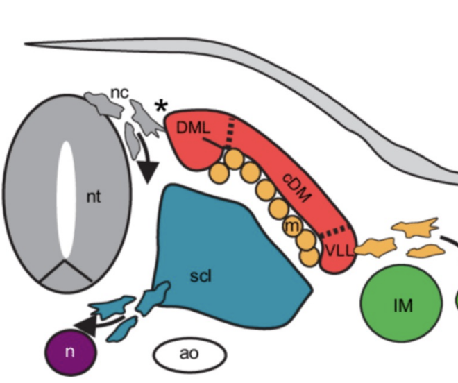 <p>dorsal medial lip (DML) and ventral lateral lip (VLL) </p>